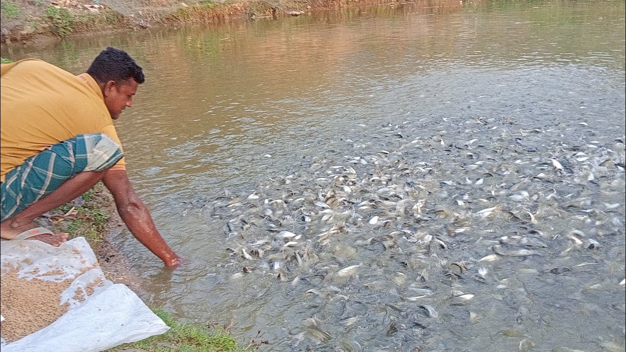 pangas fish farmpangasius fish feedingpangas fish farming in small