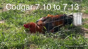 Thaij qaib ziab tshav