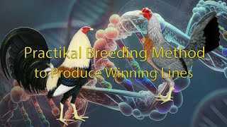 Practical Breeding Method to produce Winning Lines