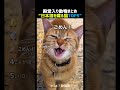 日本語を喋る猫TOP5 パート2 🐱🗣️