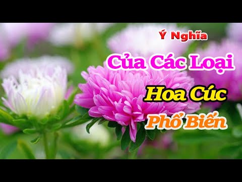 Video: Hoa Cúc đỏ Tượng Trưng Cho điều Gì?