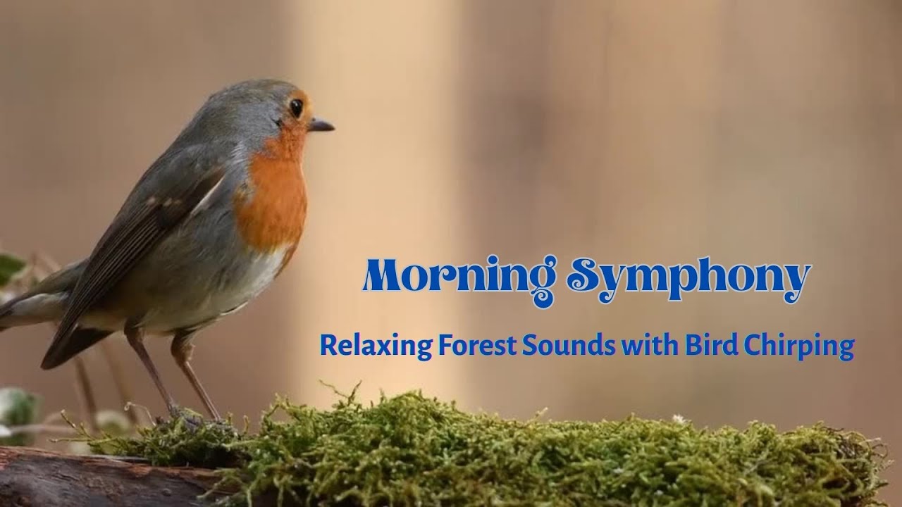 Morning Symphony | Relaxing Forest Sounds with Bird Chirping - YouTube