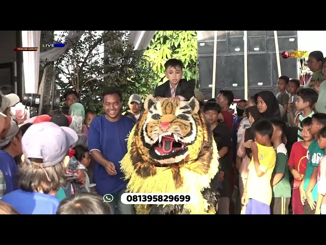 THE MY TIGER Burok MJM Live Show Perum Green Pabuaran Cirebon  22 April 2024 class=