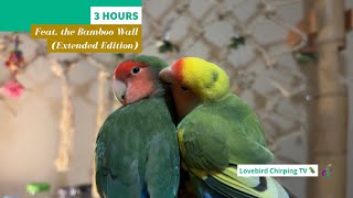 3 HOURS Happy Lovebird Chirping Featuring Bamboo Wall🦜 Extended Edition | Companion TV for Pet Birds