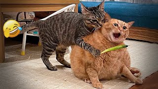 ❤️ Funniest Cats and Dogs 🐈🐶 Funniest Catss 2024 🐈