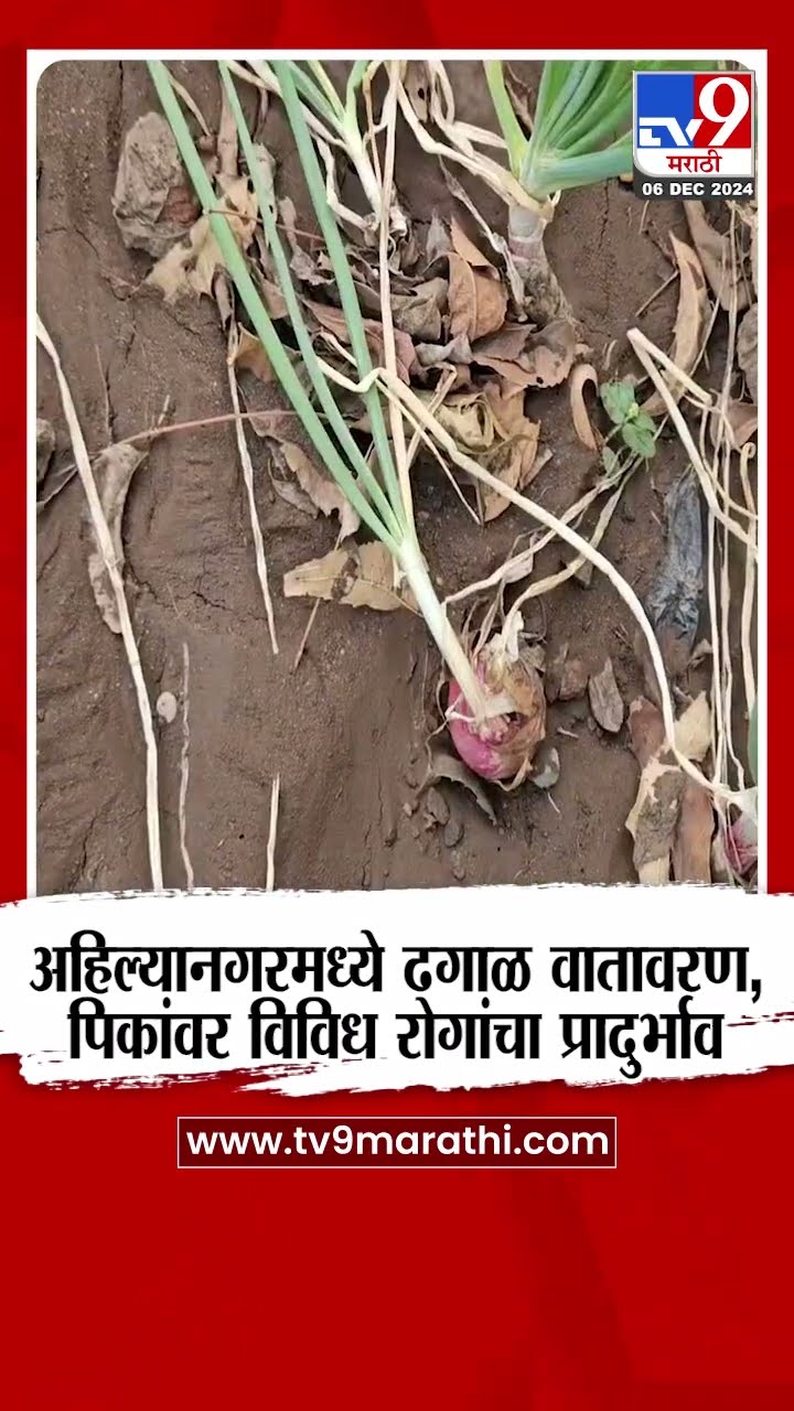 Ahilyanagar Crop Loss | अहिल्यानगरमध्ये ढगाळ वातावरण, पिकांवर विविध रोगांचा प्रादुर्भाव |tv9 Marathi