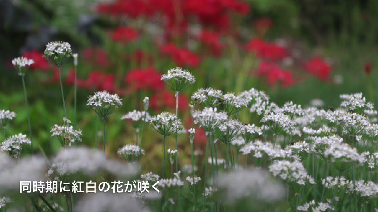 ニラの花と彼岸花 Youtube