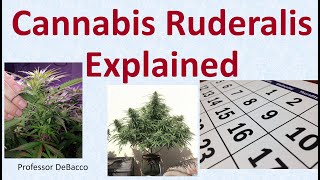 Cannabis Ruderalis Explained screenshot 1