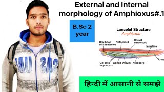 External and internal Structure of Amphioxus