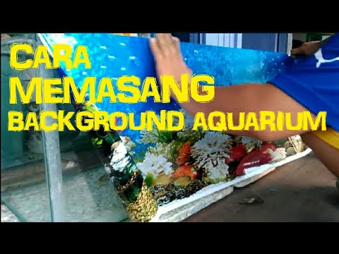 Download 980 Background Aquarium Ikan Louhan Paling Keren