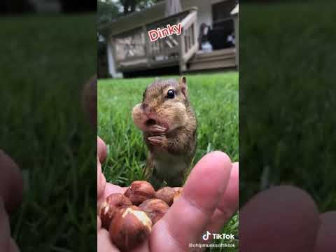 Vídeo: Os esquilos comem nozes?