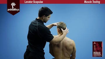 Levator Scap Muscle Test Vizniak