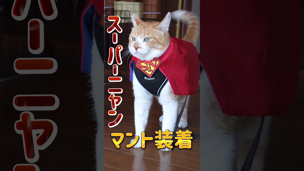 動画】猫好きのために立ち上がったスーパーニャン | 元野良猫チャチャ