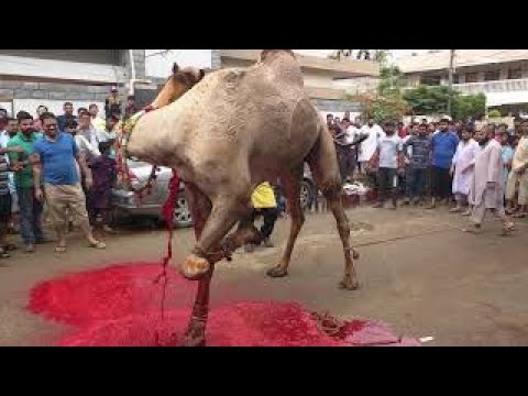 Camel Qurbani ||Eid ul Adha Sacrifice || اوښ حلالول