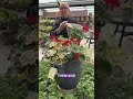 How to Grow Geraniums for All Summer Colour | Easy Planting Tips 🌸