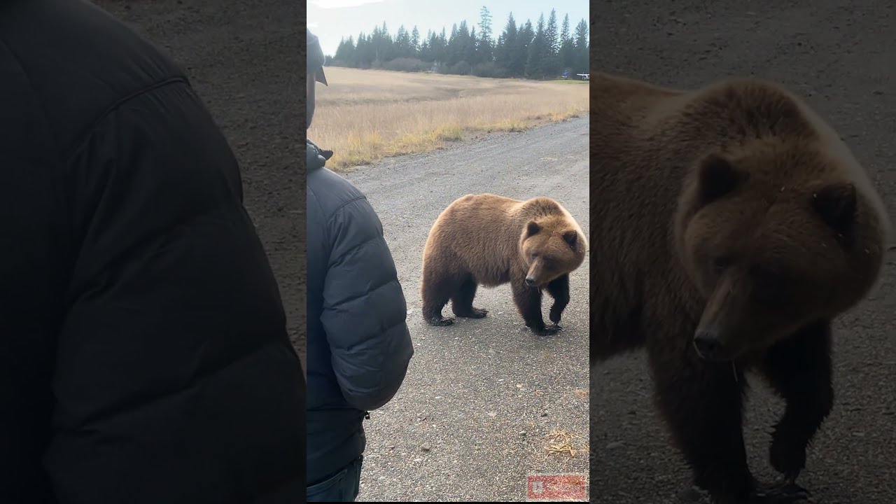 When You Can T Outrun A Hungry Grizzly Bear Scary Wildlife Survival 