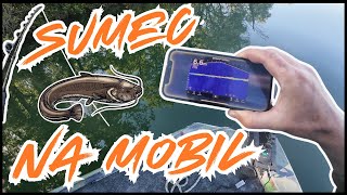 Sumec velký - všechny techniky  | Vertikální lov  # 8