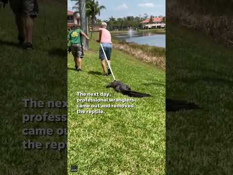 Gator pays late night visit to Florida neighborhood #Shorts