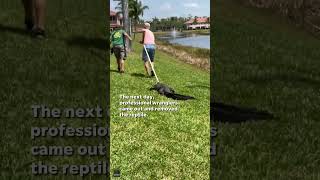 Gator Pays Late Night Visit To Florida Neighborhood #Shorts