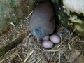 Pássaros Nativos - Inhambu Chororó ( Crypturellus parvirostris )