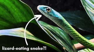 I Got a NEW RARE SNAKE, He Eats LIZARDS!