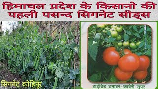 Signet Seeds|लम्बी फलिया|अधिक पैदावार|सिगनेट मटर कोहिनूर|बेल वाला टमाटर|उत्तम किस्म सिगनेट कावेरी|