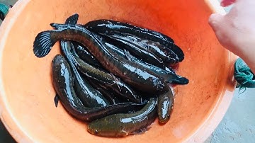 Hành trình săn cá lóc ở Tân phú đông, Gò công