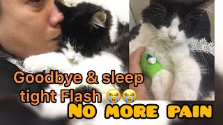 Euthanasia For Cat Saying Goodbye To Flash, Sleep Tight Baby