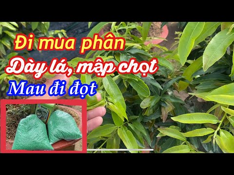 Video Thay đổi phân để cây mai vàng dày lá, mập chọt và mau... - youtube