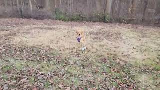 Maisie gets some exercise by John Clavis 46 views 5 months ago 2 minutes, 35 seconds