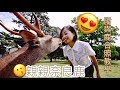 !!好好玩!! 深導遊 日本大阪自由行2015 親親奈良鹿 東大寺觀光travel NARA Park feeding deer