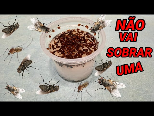 SOLUÇÃO INFALIVEL PARA ACABAR COM AS MOSCAS!! A mosca vai no sal