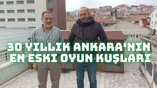 Müteahhit Şerafettin 30 Yıllık Ankara'nın En Eski Oyun Kuşları Resimi