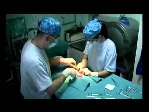 Video: Kada Je Najbolje Vrijeme Za Sterilizaciju Mačke