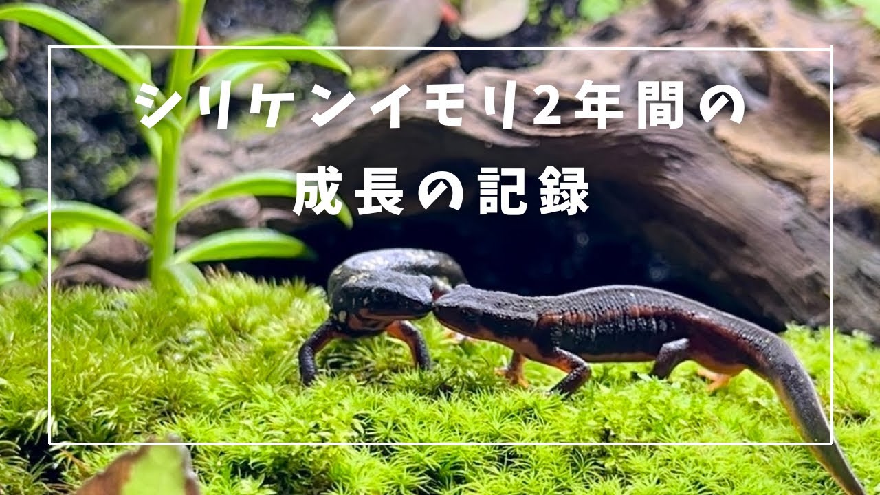 孵化から約2年後のシリケンイモリ