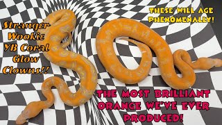 Stranger Wookie Coral Glow Clowns!! | Our Best snakes we've produced to this point