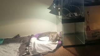 Free Roam Tegu Setup (still improving)