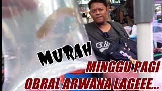 🔴 ANAKAN ARWANA SUPER RED JUAL MURAH‼️ UPDATE HARGA TERBARU ANAKAN ARWANA TERMURAH HENDRA JATINEGARA