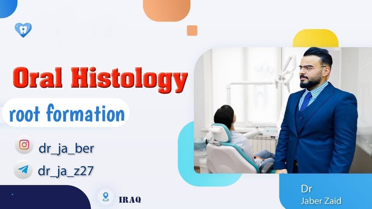 Oral Histology _ ( root formation ) # محاضرات # جامعة #بغداد #طب #الأسنان
