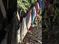 Цвет приманки реально имеет значение?