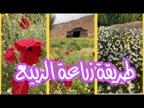 فيديو: زراعة شهي الربيع