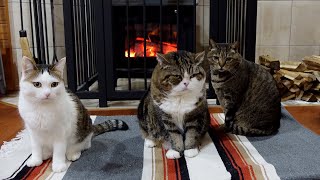 Cats are warmed by a wood stove in winter.