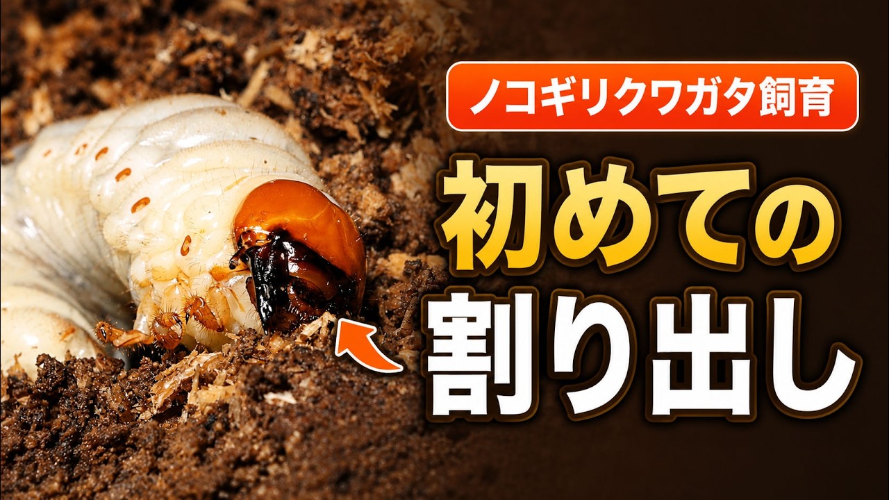 ノコギリクワガタ幼虫の飼育、初めての割り出し - YouTube