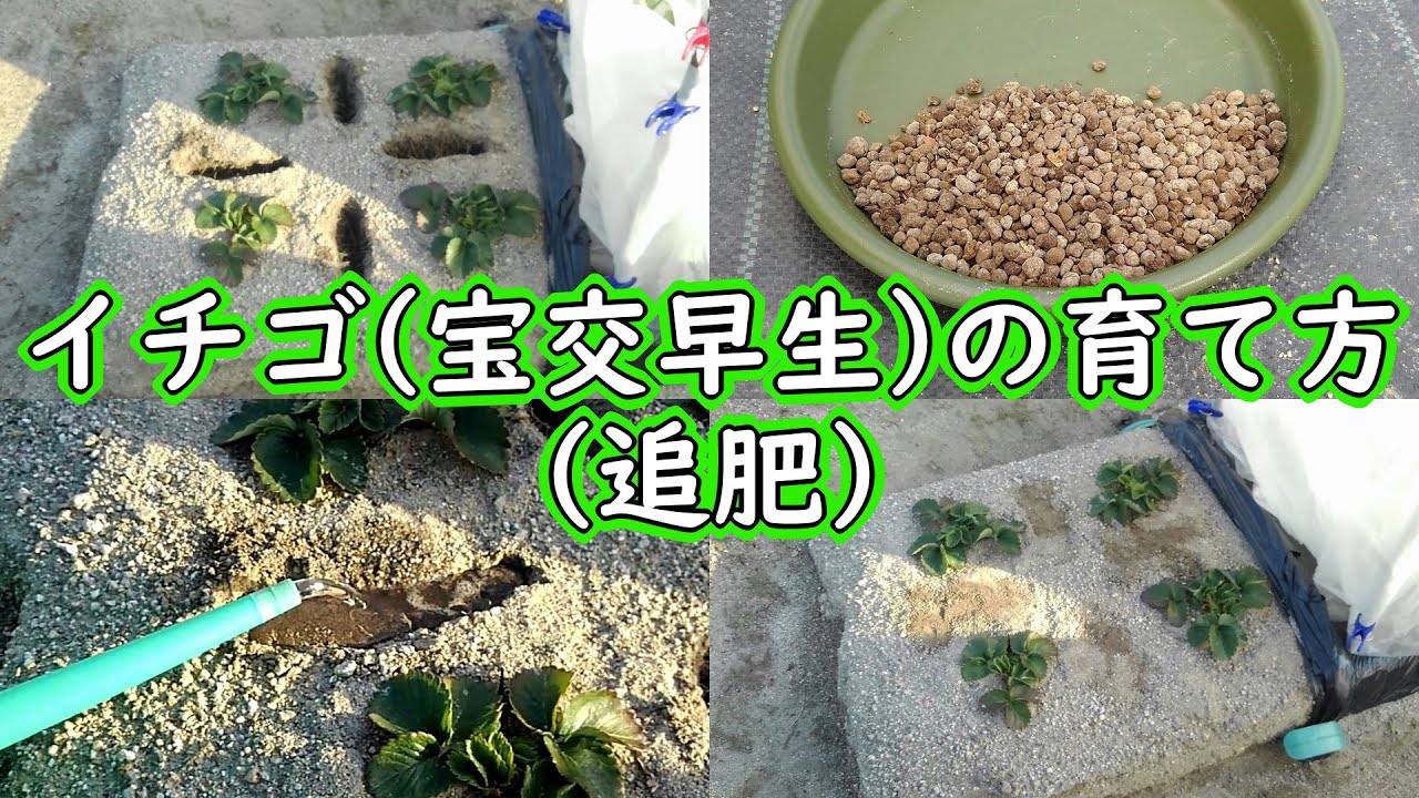 イチゴ 宝交早生 の育て方 追肥 有機栽培でおいしい野菜作り