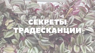 ТРАДЕСКАНЦИЯ ЗЕБРИНА | Секреты ухода и размножения 🖤