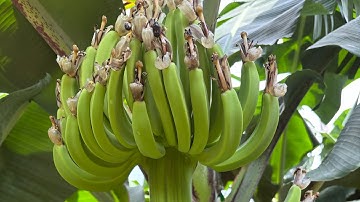 Thuốc tẩy trái Chuối đẹp mã cho mùa mưa #chuối 