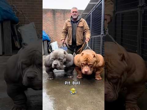 Sự Thật Về Pit Bull 😱 | Bạn Coá Biết
