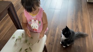 猫じゃらしのお裾分けを毎日貰う猫 ラガマフィンA cat that receives a green foxtail every day. Ragamuffin.