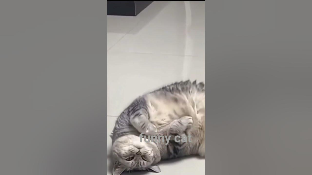kucing lucu gemuk banget gak kuat jalan kocak bikin gemes #shorts - YouTube