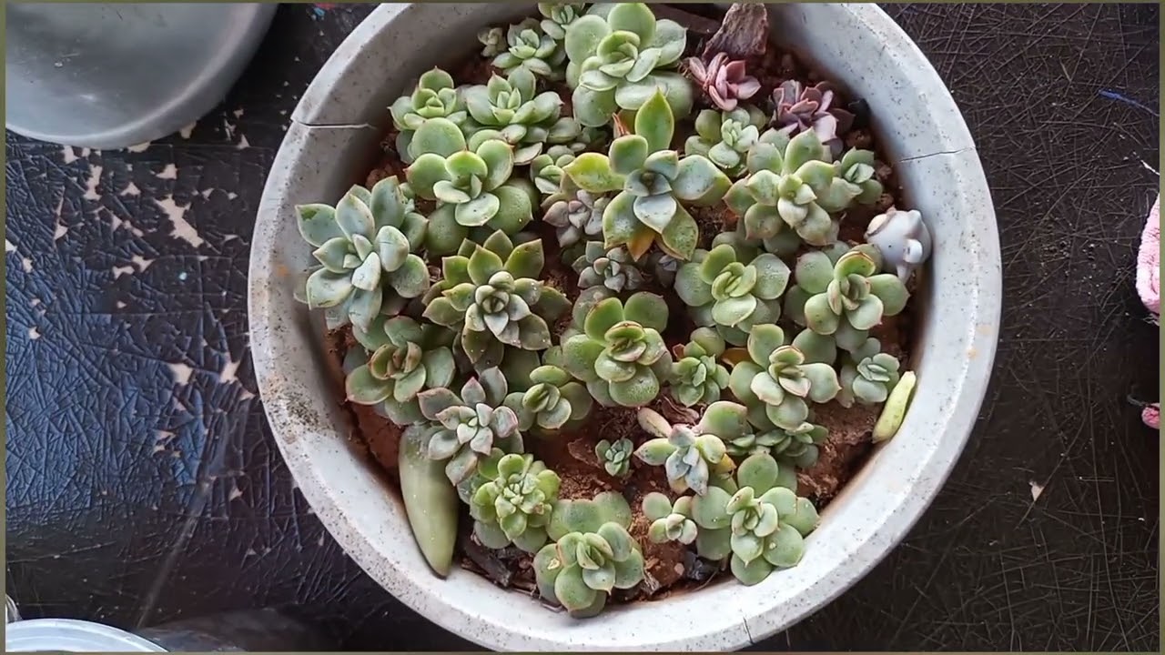 Replante das minhas SUCULENTAS feitas por sementes + um bate-papo com vocês 💚